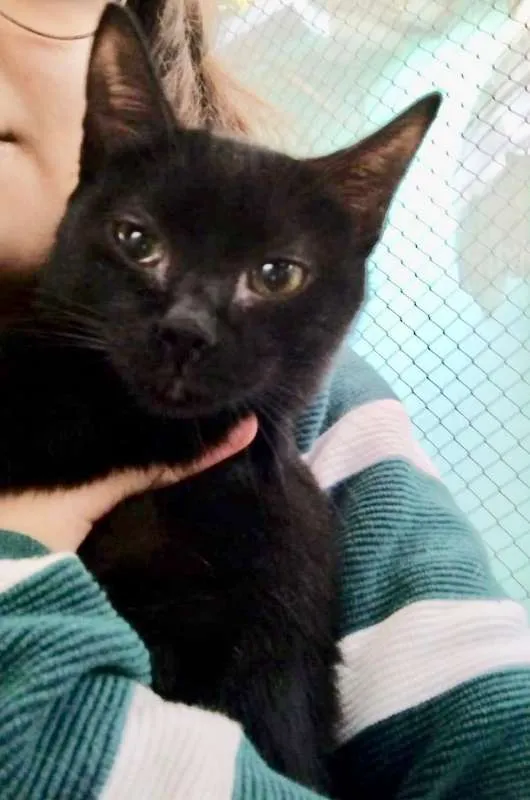 Gato ra a  idade 2 a 6 meses nome Cotoca Filhotinha