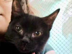 Gato raça  idade 2 a 6 meses nome Cotoca Filhotinha