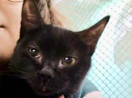 Gato ra a  idade 2 a 6 meses nome Cotoca Filhotinha