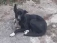 Pipa