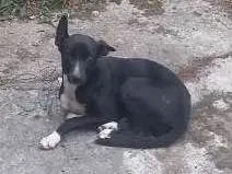 Cachorro ra a Viralata idade 7 a 11 meses nome Pipa