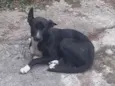 Pipa