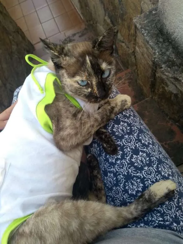 Gato ra a  idade 2 anos nome Diana