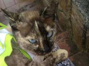 Gato raça  idade 2 anos nome Diana