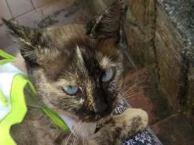 Gato ra a  idade 2 anos nome Diana