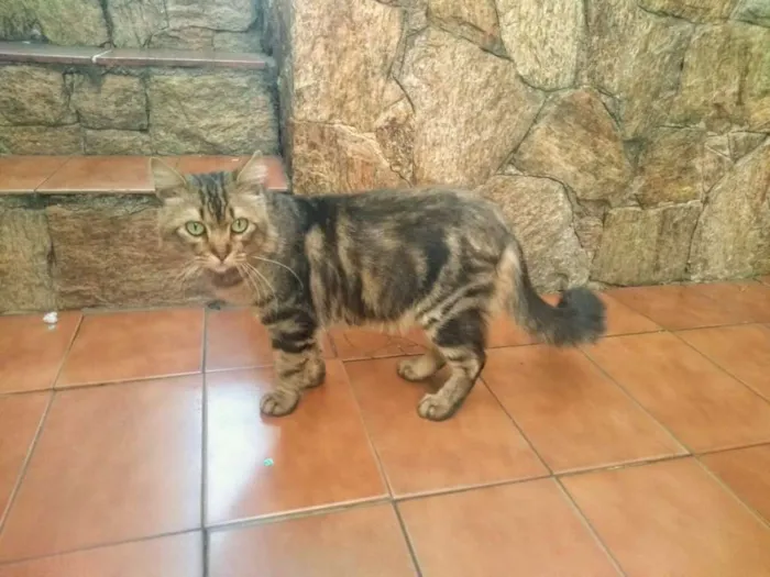 Gato ra a  idade 2 anos nome Trevor