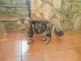 Trevor