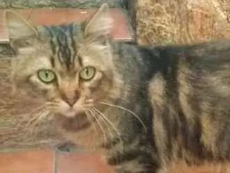 Gato ra a  idade 2 anos nome Trevor