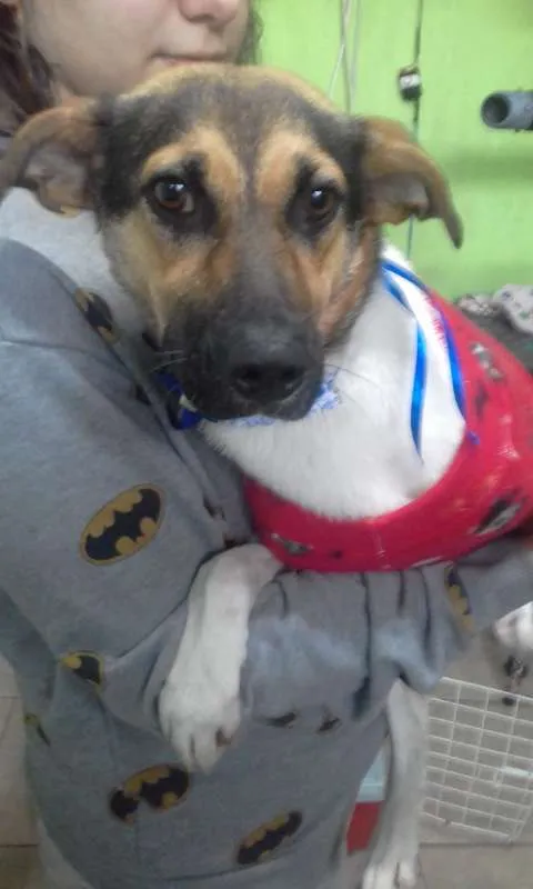 Cachorro ra a SRD idade 1 ano nome madona