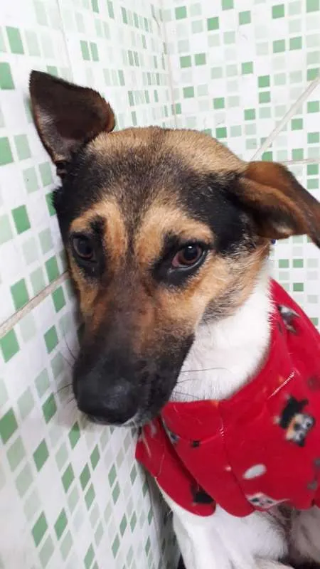 Cachorro ra a SRD idade 1 ano nome madona