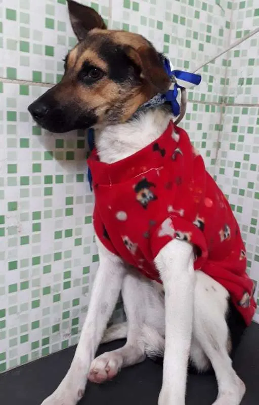 Cachorro ra a SRD idade 1 ano nome madona