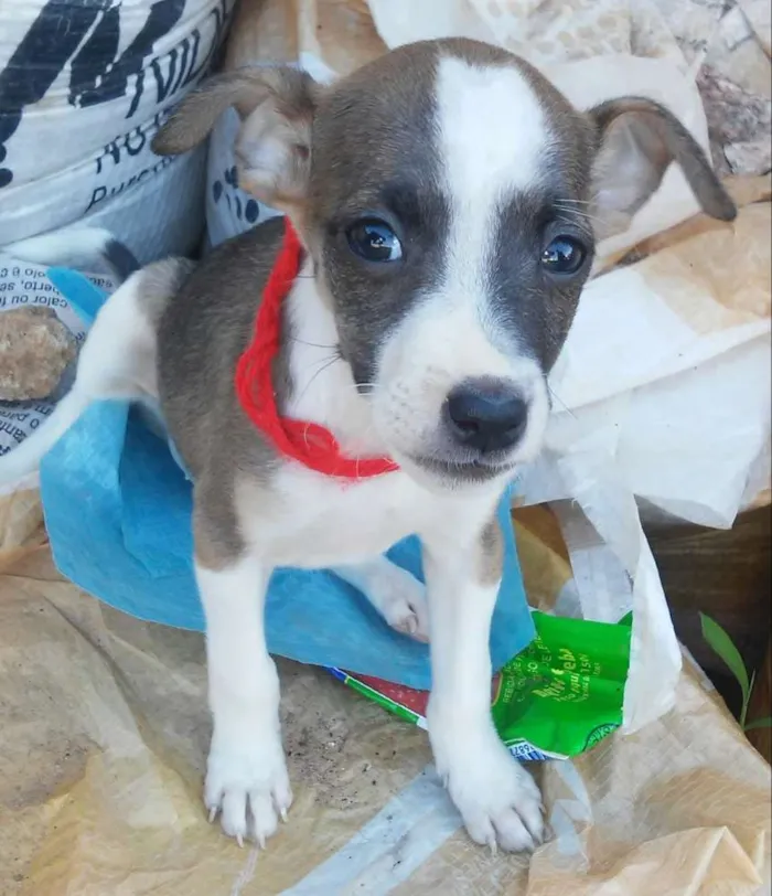 Cachorro raça SRD idade Abaixo de 2 meses nome Sem nomes