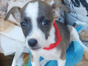 Cachorro raça SRD idade Abaixo de 2 meses nome Sem nomes