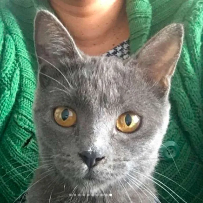 Gato ra a sem raça definida idade 7 a 11 meses nome Blue