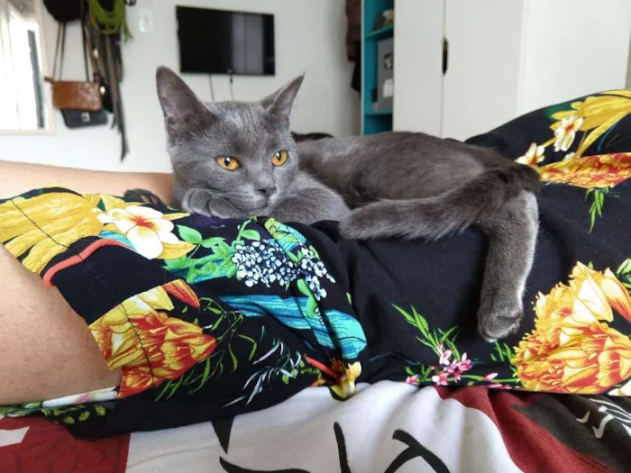 Gato ra a sem raça definida idade 7 a 11 meses nome Blue