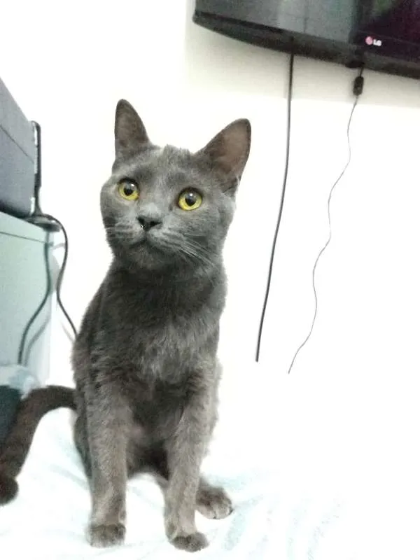 Gato ra a sem raça definida idade 7 a 11 meses nome Blue
