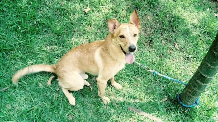 Cachorro ra a Indefinido idade 4 anos nome Jordy