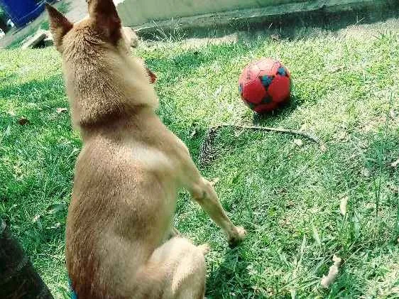 Cachorro ra a Indefinido idade 4 anos nome Jordy