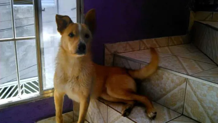 Cachorro ra a Indefinido idade 4 anos nome Jordy