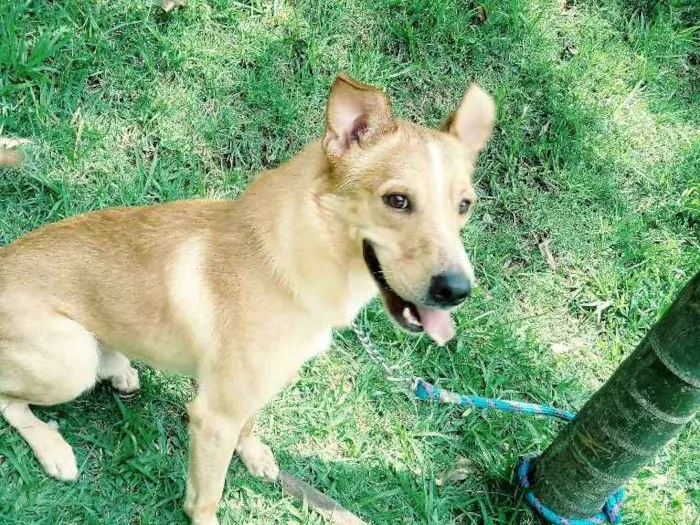 Cachorro ra a Indefinido idade 4 anos nome Jordy