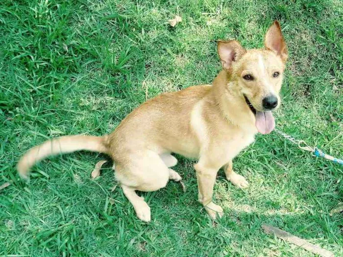 Cachorro ra a Indefinido idade 4 anos nome Jordy
