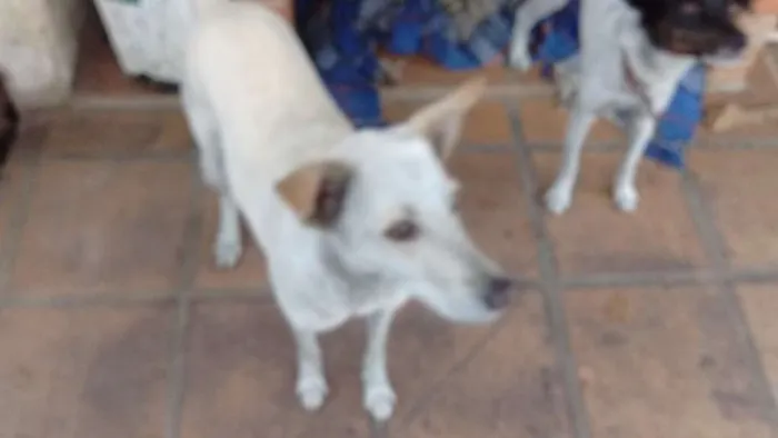 Cachorro ra a Vira-Lata idade 3 anos nome Cecilia 