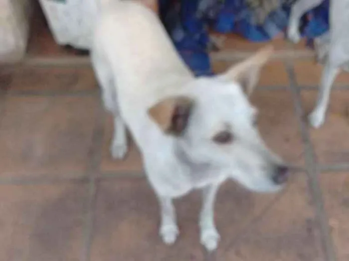 Cachorro ra a Vira-Lata idade 3 anos nome Cecilia 