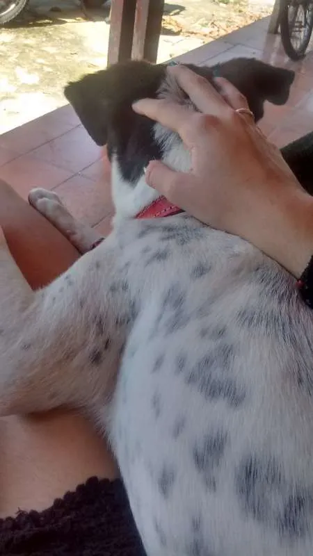 Cachorro ra a Vira-Lata idade 2 anos nome Pandora