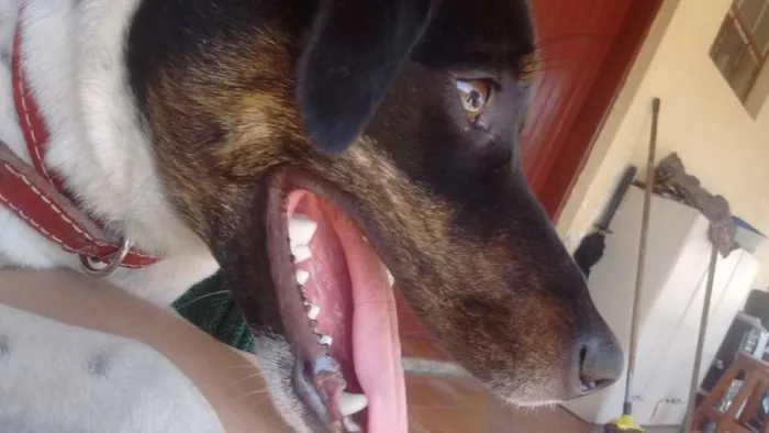 Cachorro ra a Vira-Lata idade 2 anos nome Pandora