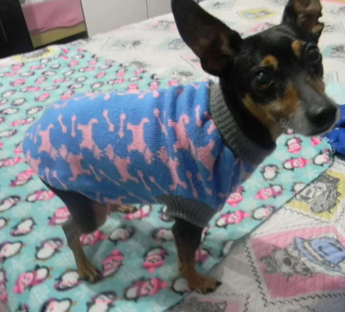 Cachorro ra a Pinscher idade 5 anos nome Jimmy