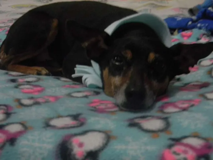 Cachorro ra a Pinscher idade 5 anos nome Jimmy