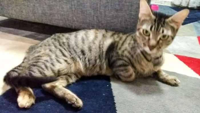 Gato ra a Sem raça idade 1 ano nome Belinha