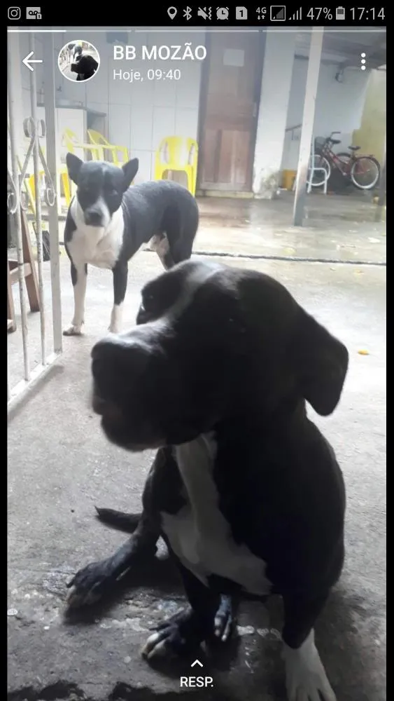 Cachorro raça Desconhecida idade 7 a 11 meses nome Dilma