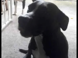 Cachorro raça Desconhecida idade 7 a 11 meses nome Dilma