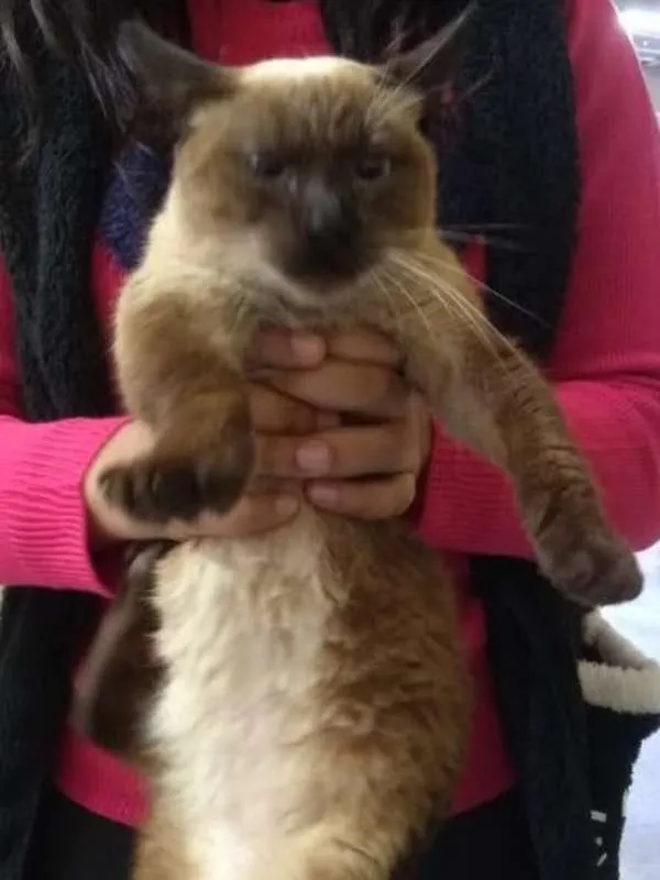 Gato ra a srd idade 2 a 6 meses nome Priscila