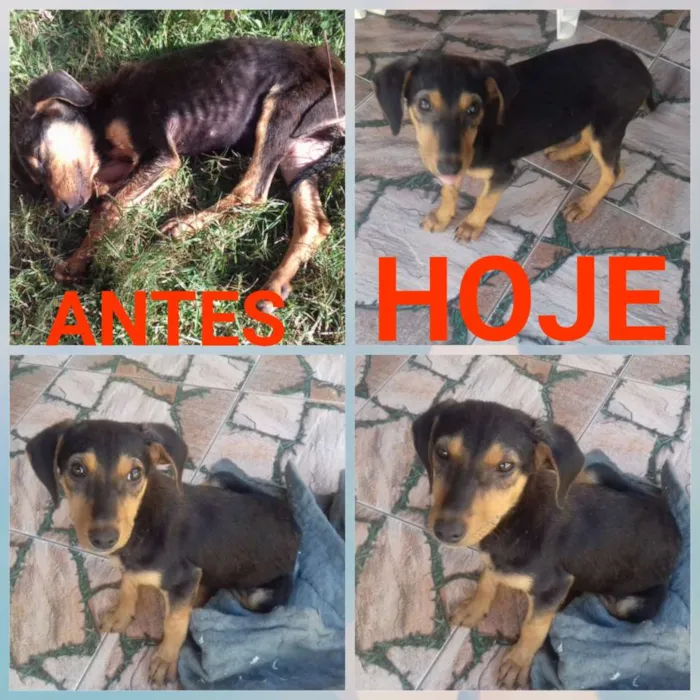 Cachorro ra a SRD idade 2 a 6 meses nome Sem nome