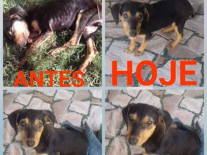Cachorro raça SRD idade 2 a 6 meses nome Sem nome