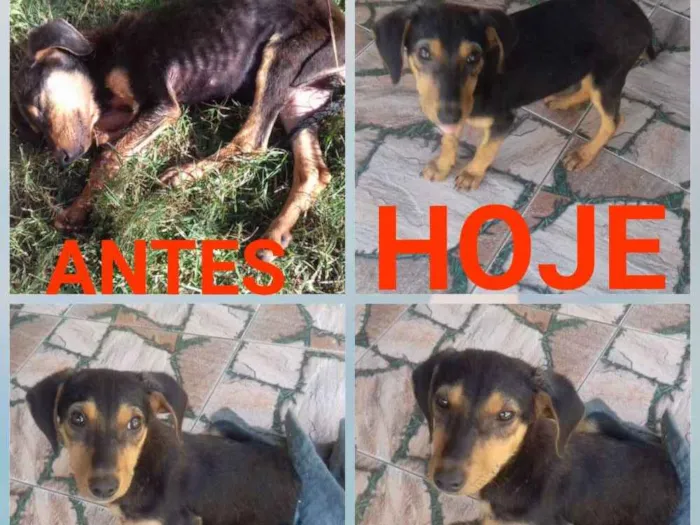 Cachorro ra a SRD idade 2 a 6 meses nome Sem nome