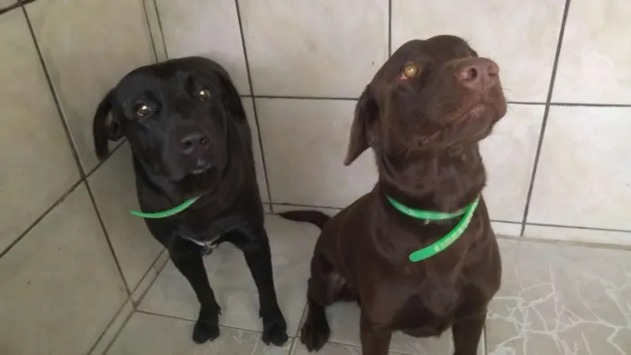 Cachorro ra a Labrador idade 1 ano nome Thor