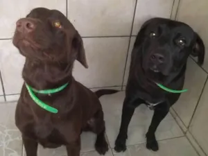 Cachorro raça Labrador idade 1 ano nome Thor