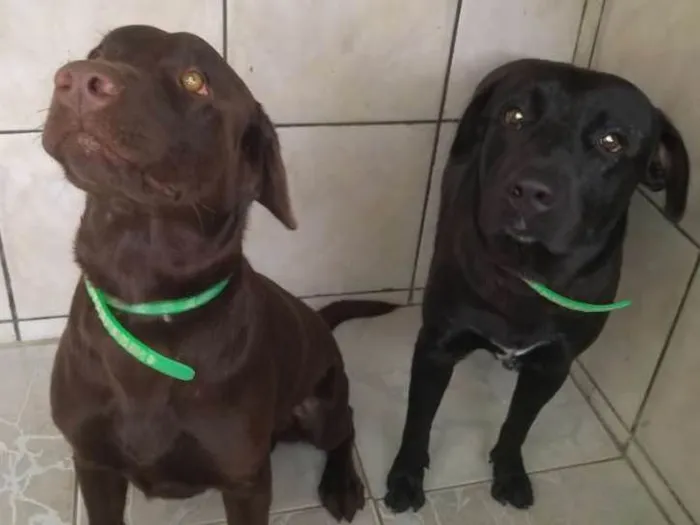 Cachorro ra a Labrador idade 1 ano nome Thor