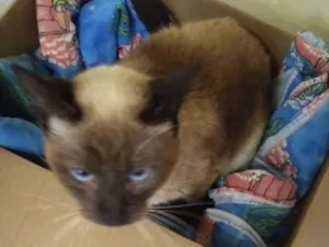 Gato raça srd idade 2 a 6 meses nome Priscila
