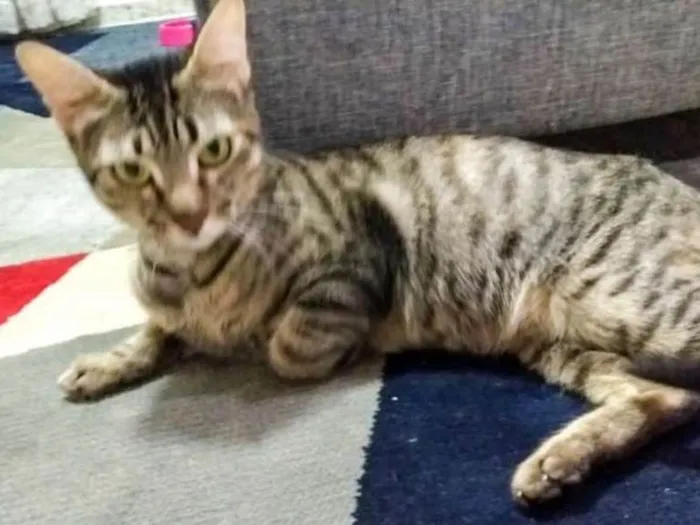 Gato ra a Sem raça idade 1 ano nome Belinha