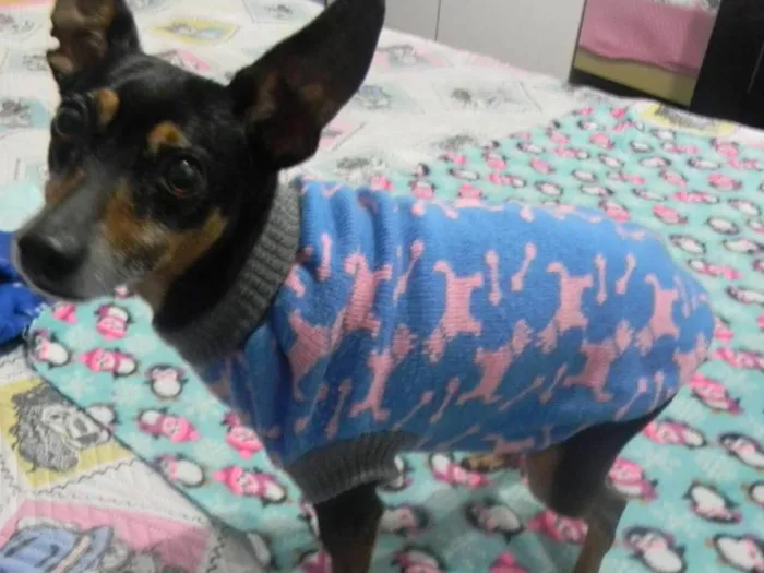 Cachorro ra a Pinscher idade 5 anos nome Jimmy
