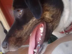 Cachorro raça Vira-Lata idade 2 anos nome Pandora