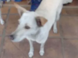 Cachorro raça Vira-Lata idade 3 anos nome Cecilia 