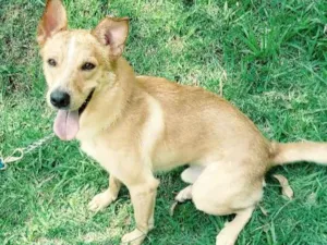 Cachorro raça Indefinido idade 4 anos nome Jordy