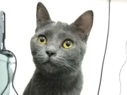 Gato ra a sem raça definida idade 7 a 11 meses nome Blue