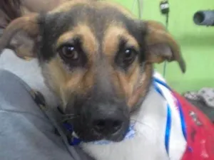 Cachorro raça SRD idade 1 ano nome madona