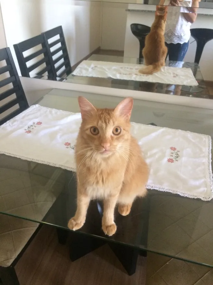 Gato ra a Srd idade 3 anos nome Sullivan 